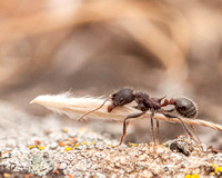 Harvester Ant (Messor andrei) with Grass Seed -- Side View