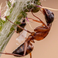 "Minor" Carpenter Ant (Camponotus spp.) (Detail)
