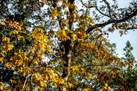 Black Oak (Quercus kelloggii) in Autumn