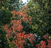 Black Oak (Quercus kelloggii) in Autumn (3)