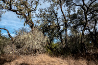 California Buckeye (Aesculus californica) with Oaks and Lace Lichen