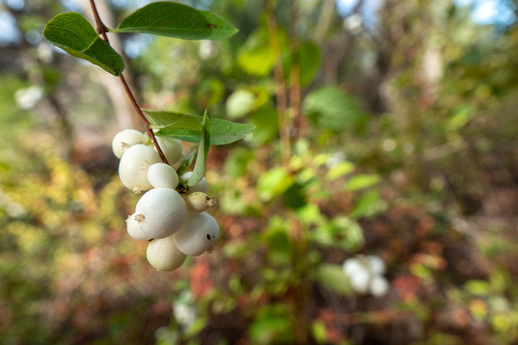 Snowberry (Symphoricarpus albus)