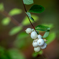 Snowberry (Symphoricarpus albus) (2)