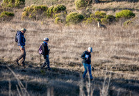 Coyote Sees Birders