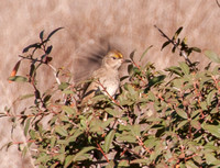 Golden-crowned Sparrow, Landing