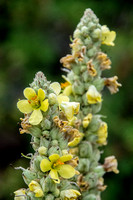 Flower toward the Back of the Property (Detail)