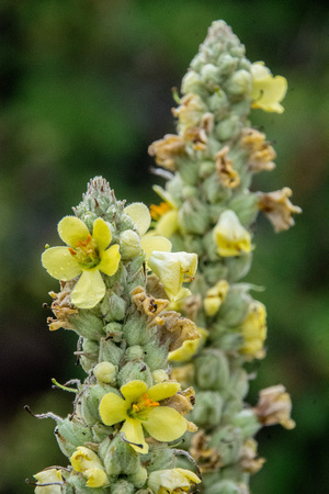 Flower toward the Back of the Property (Detail)