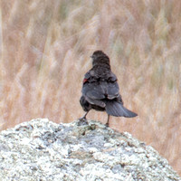 Red-winged Blackbird (Agelaius phoeniceus) on Serpentine Rock