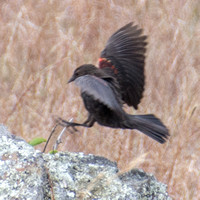 Red-winged Blackbird Landing on Serpentine Rock