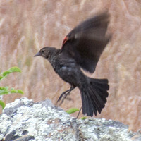 Red-winged Blackbird Flying across Serpentine Rock