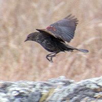 Red-winged Blackbird Flying along Serpentine Rock