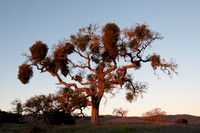 Valley Oak (Quercus lobata) at Dawn