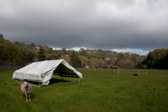 110302sheep_shelter_pasture_dana_center_dq