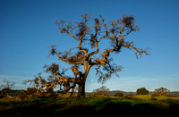 Phainopepla Tree at Moonset