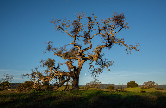 Phainopepla Tree at Moonset