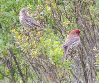 House Finch Pair (Haemorhous mexicanus) in Coyote Brush