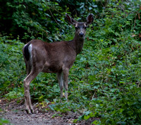 Alert Deer