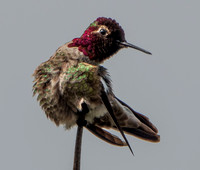 4/16/2022 Male Anna’s Hummingbird Shows Off his Finery