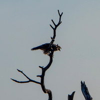 Northern Harrier (Circus cyaneus) Calling