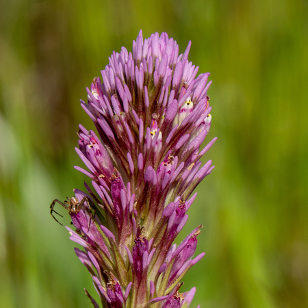 Spider on Owl's Clover (Castillejy densiflora ssp. densiflora)