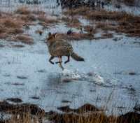 12/10/2022 Coyote in the Frog Pond in the Rain