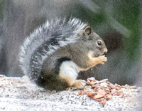 Douglas Squirrel Eats Breakfast
