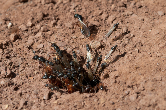 Swarm of Camponotus (Carpenter Ants).