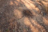 Messor Ant Nest on Jasper Ridge