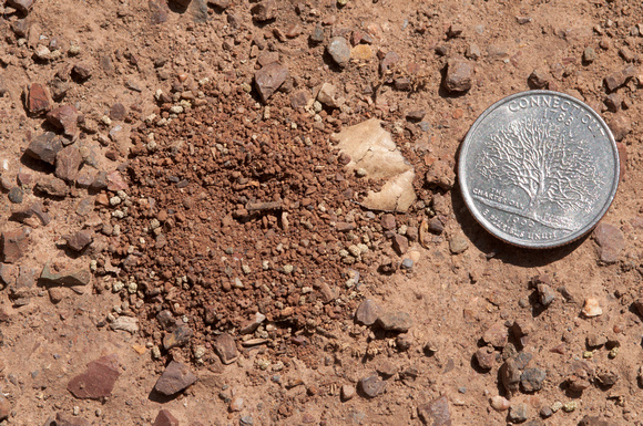 Ant Nest on Road, showing Size