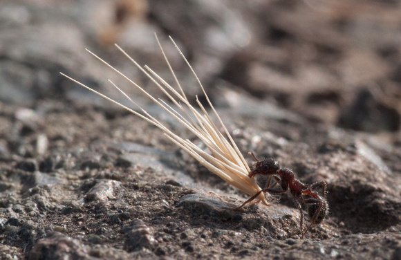 Harvester Ant (Messor andrei) with Grass