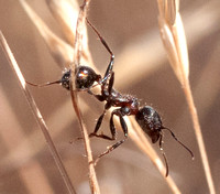 Harvester Ant (Messor Andrei)