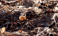 Messor Ants moving Larvae to a New Nest