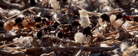 Messor Ants moving Larvae to a New Nest