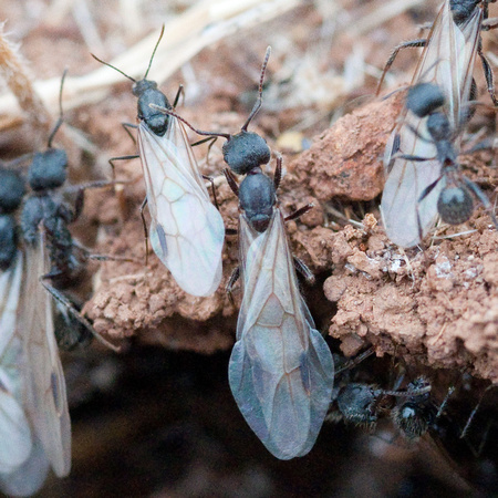 Male and Female Winged Harvester Ants (Messor andrei) Leave the Nest
