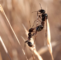 Winged Female Messor Ant with Worker
