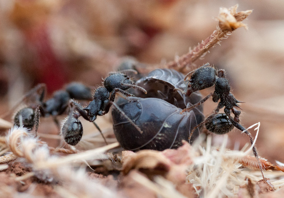 Harvester Ants (Messor andrei) working on a Sowbug Carcass (Armadillidium sp.)