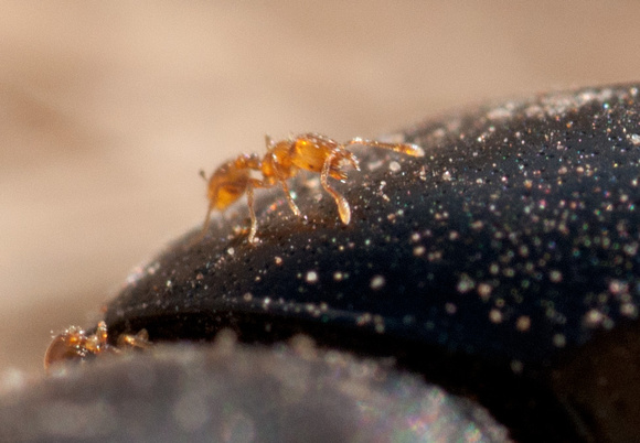 Solenopsis molesta (Thief Ant) on Dead Beetle