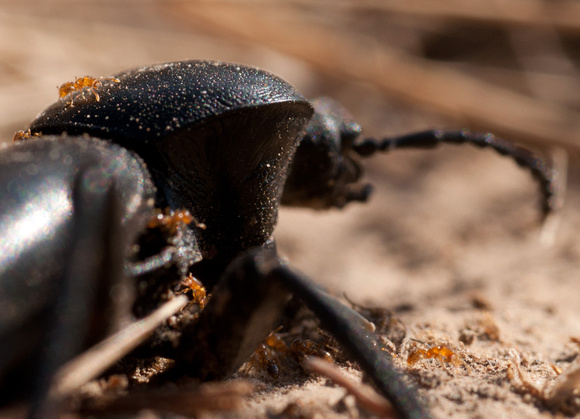 Solenopsis molesta (Thief Ants) Mine a Dead Beetle