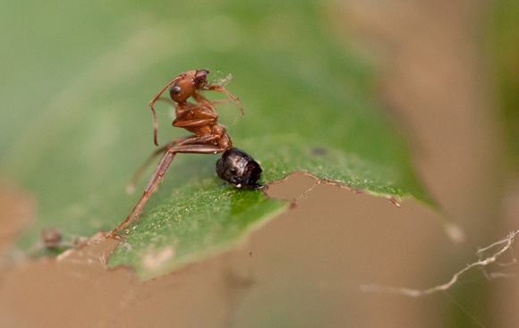 Dead Ant on Leaf - Formica moki?
