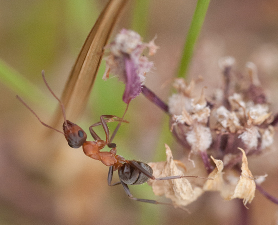 Formica moki (Field Ant)