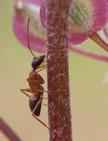 Carpenter Ant (Camponotus sp)
