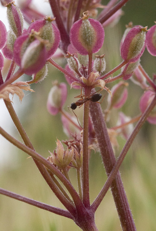 Carpenter Ant (Camponotus sp.) on Wooly-fruited Lomatium