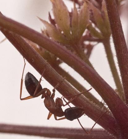 Carpenter Ant (Camponotus sp) on Wooly-fruited Lomatium