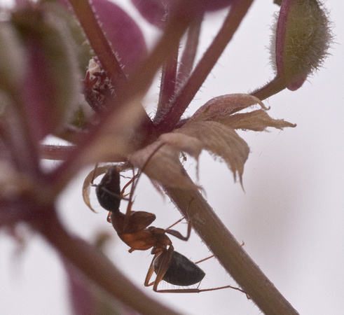 Carpenter Ant (Camponotus sp)