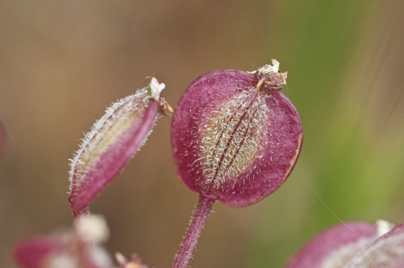 Seeds of Woolly-fruited Lomatium (Lomatium dasycarpum ssp. dasycarpum)