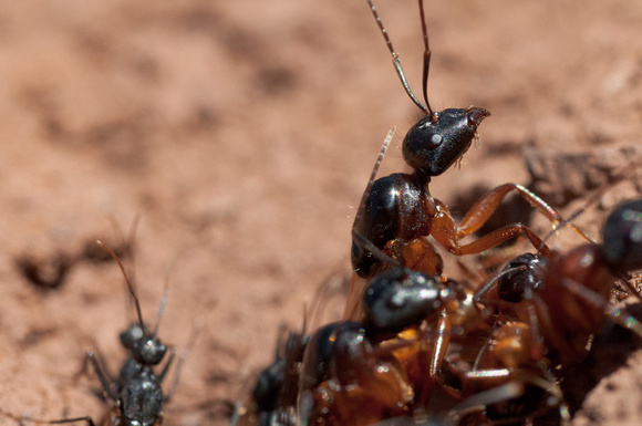 Female Camponotus Alate