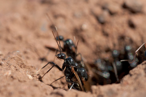 Male Camponotus Alate