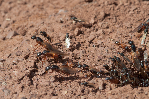 Swarm of Camponotus (Carpenter Ants).