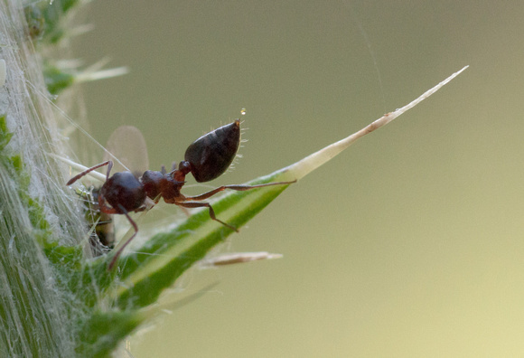 Acrobat Ant (Crematogaster coarctata)