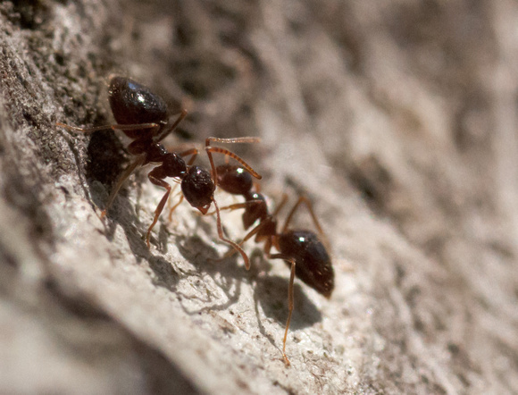 Winter Ants (Prenolepis imparis) on Oak Trunk